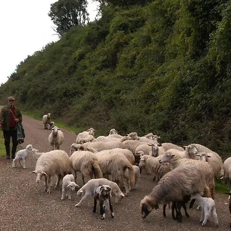 Shepherds House In A Rural Area In Nuoro N 54 *